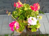 IMG_20170818_073924.jpg
