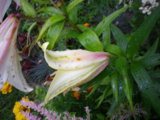 IMGP5982.JPG