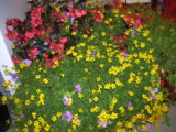 DSCN7222.JPG