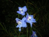 IMGP6676.JPG