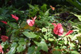 DSC_4345.JPG