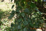 DSC_4420.JPG