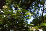 DSC_4422.JPG