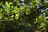 DSC_4471.JPG