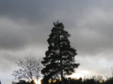 IMGP7173.JPG