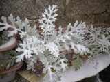 IMGP7486.JPG