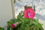 DSC_4860.JPG
