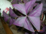 DSCN7560.JPG