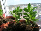 DSCN7579.JPG