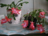 DSCN8072.JPG
