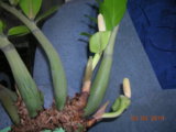 DSCN8093.JPG