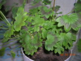DSCN8116.JPG