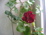 DSCN8131.JPG