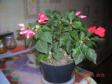 DSCN8133.JPG