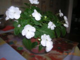 DSCN8134.JPG