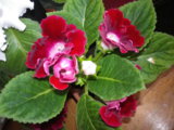 IMGP2959.JPG