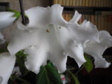 IMGP2964.JPG