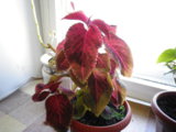 IMGP2957.JPG