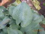 DSCN8860.JPG