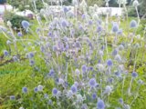 IMG_20200725_065437.jpg