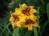 IMGP7957.JPG