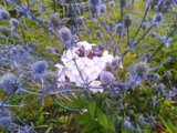 IMG_20200809_072153.jpg