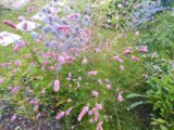 IMG_20200809_072220.jpg