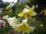 IMGP8427.JPG
