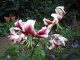 IMGP8646.JPG