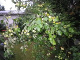IMGP8674.JPG
