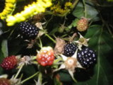IMGP8677.JPG