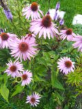IMG_20200824_080622.jpg