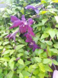 IMG_20200824_080803.jpg