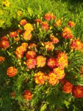 IMG_20200824_081355.jpg
