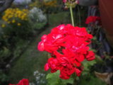 IMGP8745.JPG