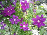 IMGP8787.JPG