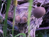 IMGP8873.JPG