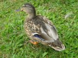 IMGP8887.JPG