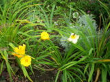 IMGP8826.JPG