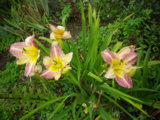 IMGP8842.JPG