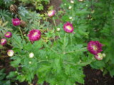 IMGP8832.JPG