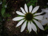 IMGP8844.JPG