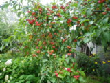IMGP8846.JPG