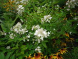 IMGP8848.JPG