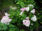 IMGP8850.JPG