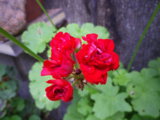 IMGP8877.JPG