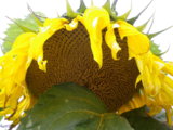 IMGP8901.JPG