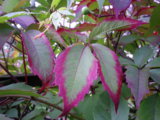 IMGP8946.JPG