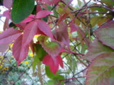 IMGP8948.JPG
