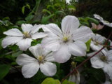 IMGP8951.JPG